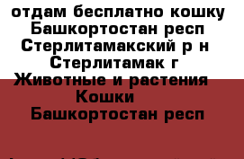 отдам бесплатно кошку - Башкортостан респ., Стерлитамакский р-н, Стерлитамак г. Животные и растения » Кошки   . Башкортостан респ.